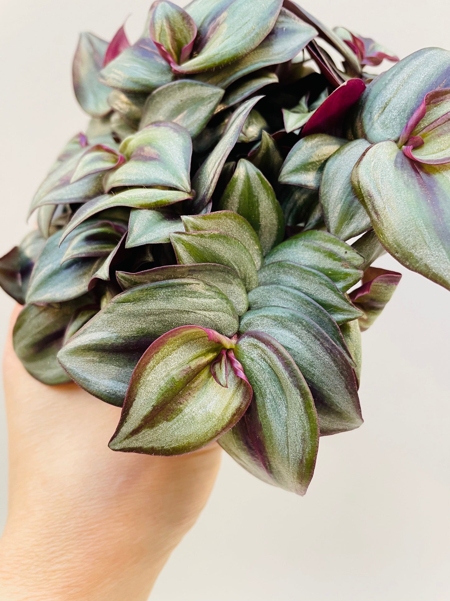 Bilde av Tradescantia zebrina ‘Pink Joy’, 10,5 cm potte-Spanne Plantesalg