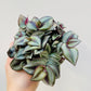 Bilde av Tradescantia zebrina ‘Pink Joy’, 10,5 cm potte-Spanne Plantesalg