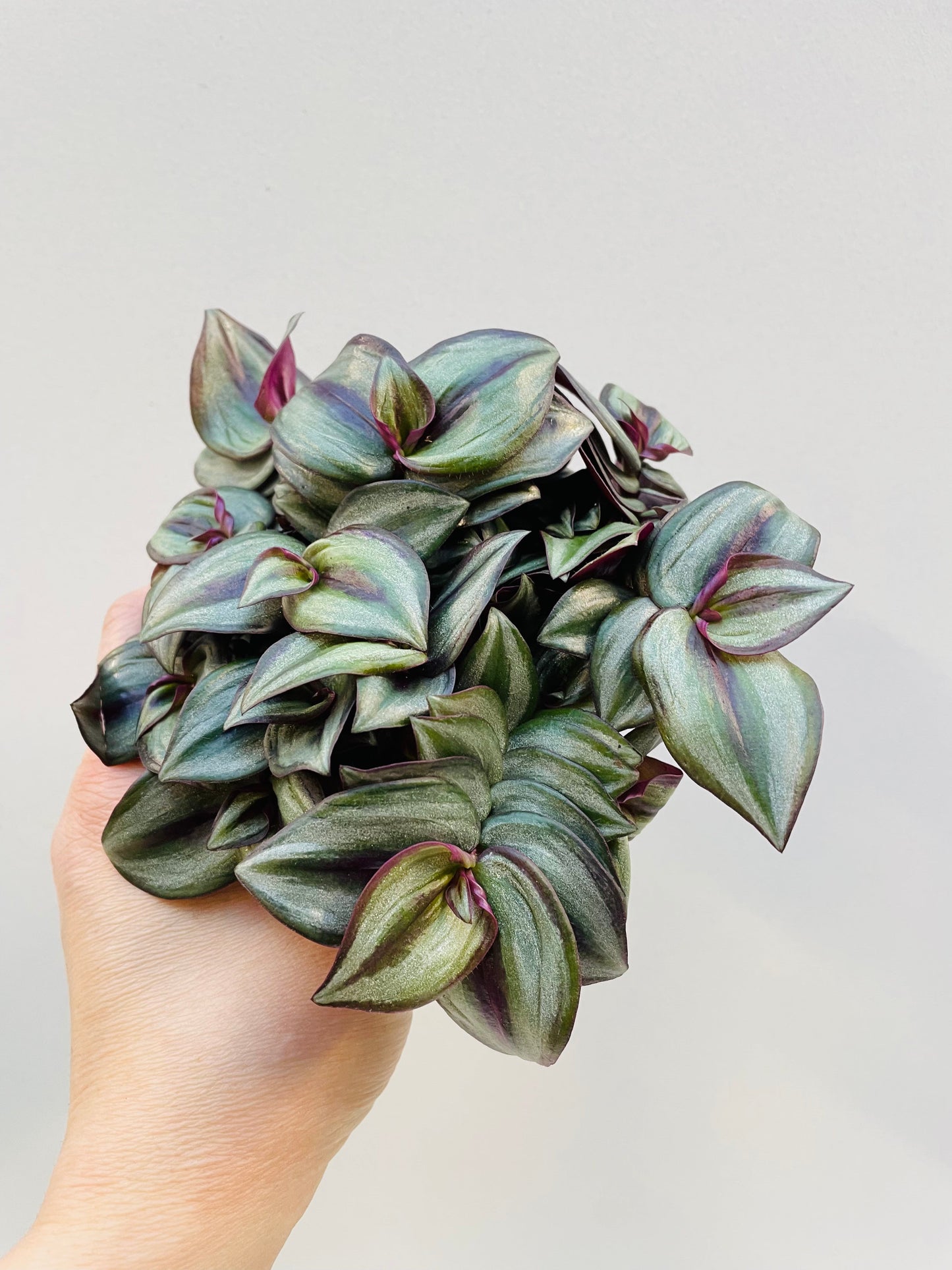 Bilde av Tradescantia zebrina ‘Pink Joy’, 10,5 cm potte-Spanne Plantesalg