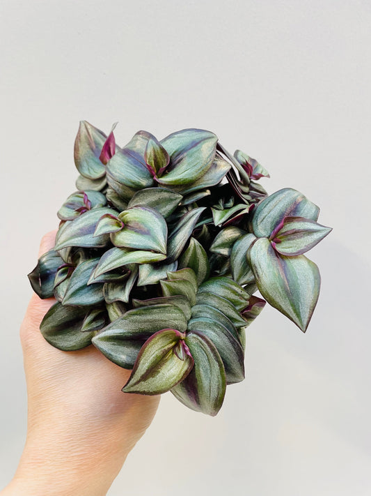 Bilde av Tradescantia zebrina ‘Pink Joy’, 10,5 cm potte-Spanne Plantesalg