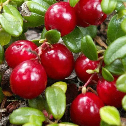 Bilde av Tranebær 'Bergmann'-Spanne Plantesalg