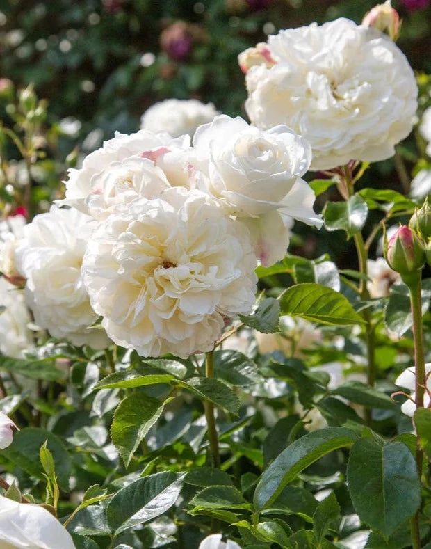 Bilde av Tranquillity rose