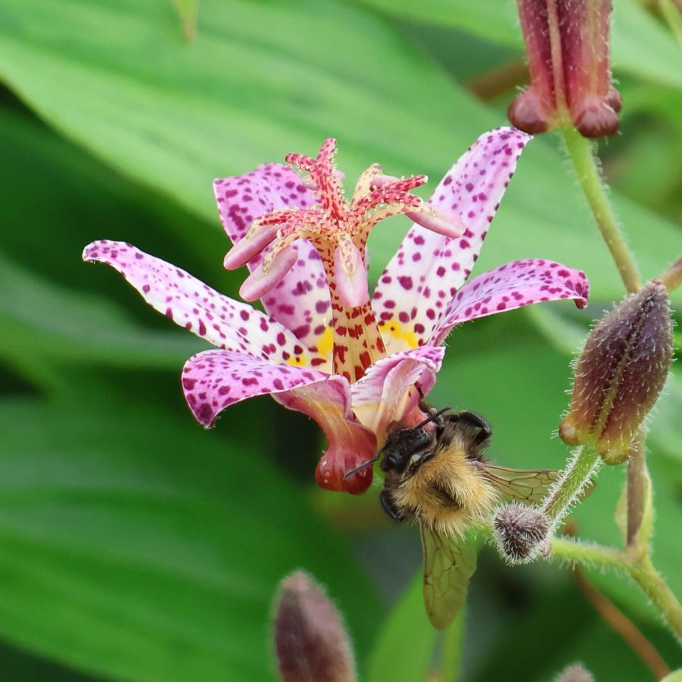 Bilde av Tricyrtis form. 'Pink Freckles'-Spanne Plantesalg