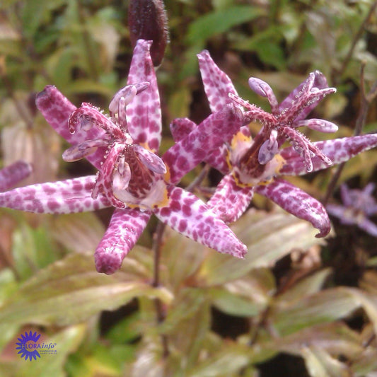 Bilde av Tricyrtis formosana-Spanne Plantesalg