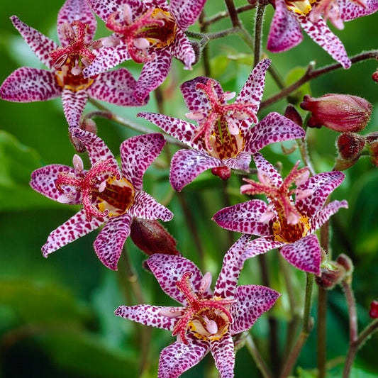 Bilde av Tricyrtis formosana-Spanne Plantesalg