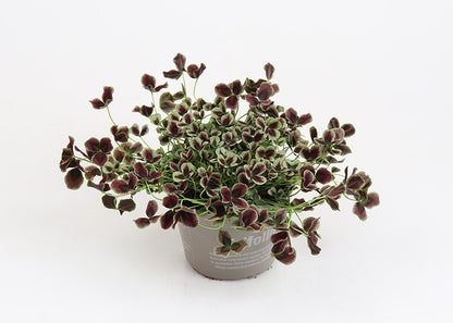 Bilde av TRIFOLIUM-Spanne Plantesalg