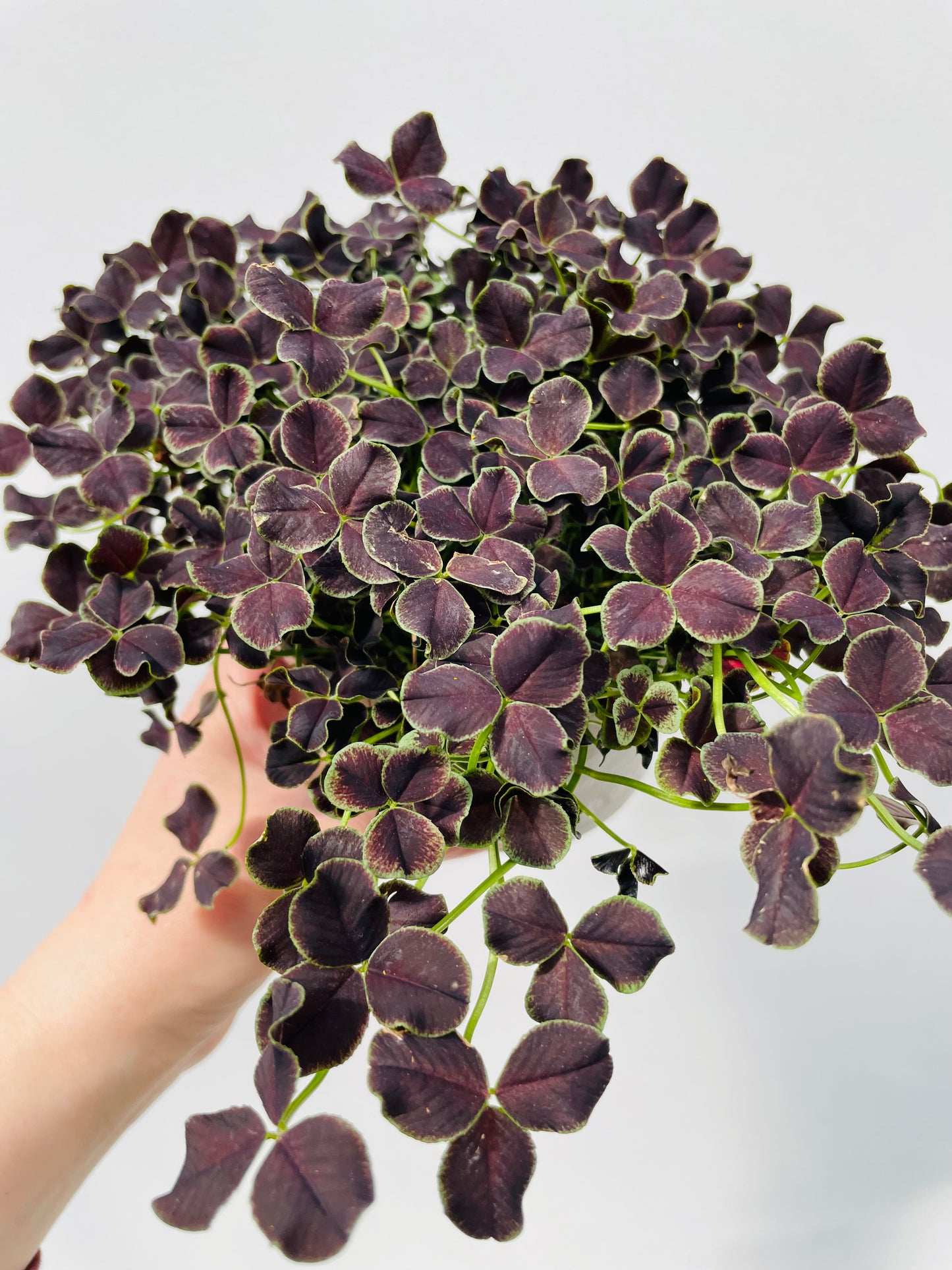 Bilde av Trifolium ‘Dark Debbie’-Spanne Plantesalg