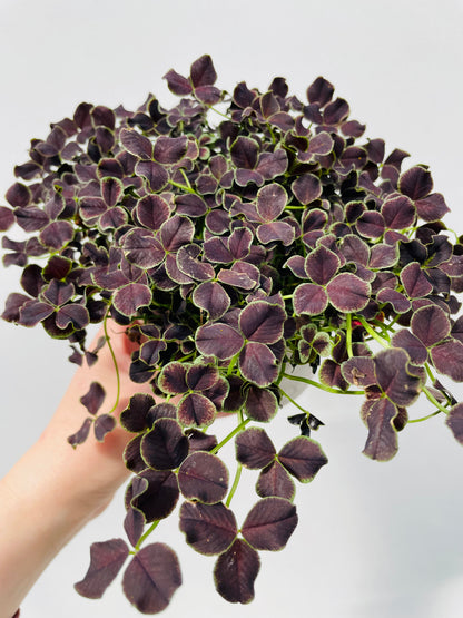 Bilde av Trifolium ‘Dark Debbie’-Spanne Plantesalg