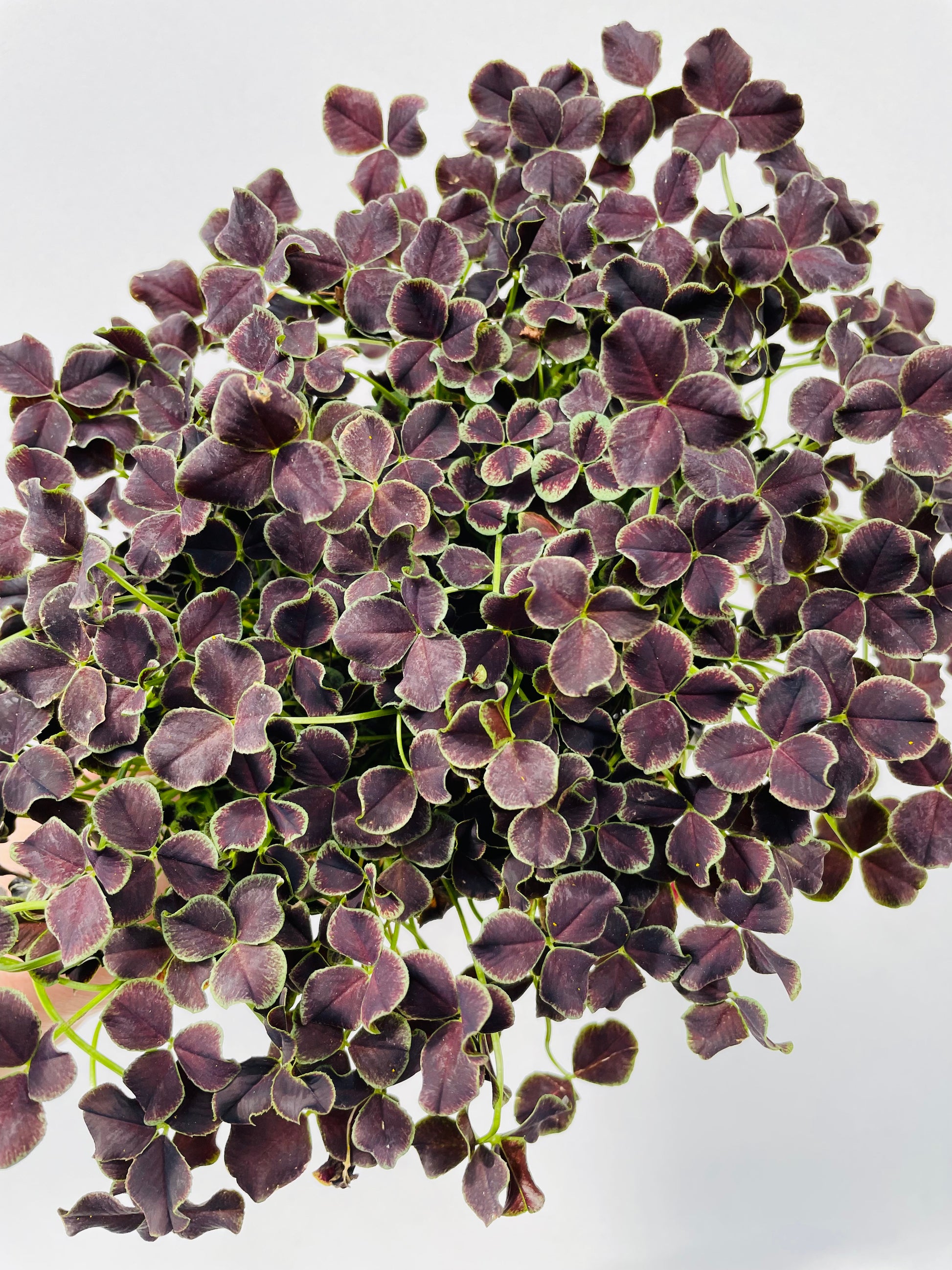 Bilde av Trifolium ‘Dark Debbie’-Spanne Plantesalg