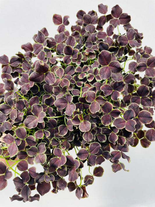 Bilde av Trifolium ‘Dark Debbie’-Spanne Plantesalg