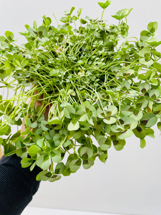 Bilde av Trifolium grønn-Spanne Plantesalg