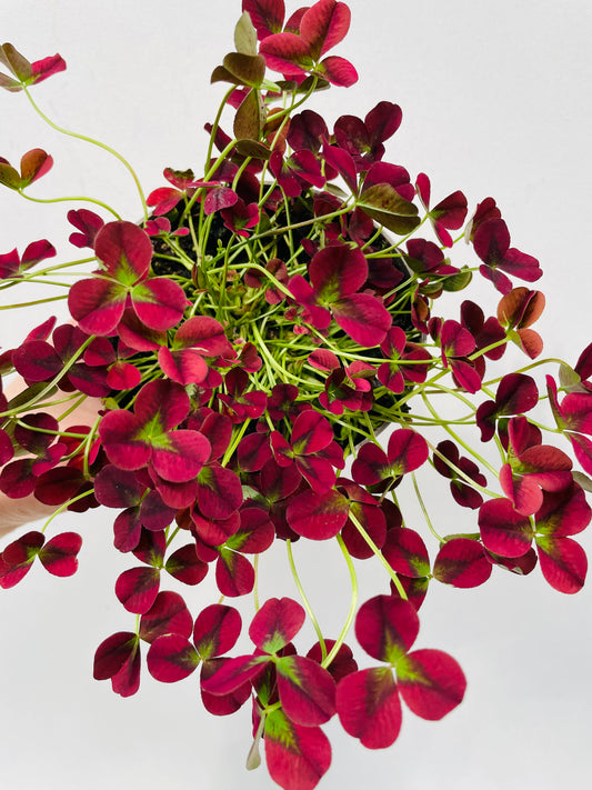 Bilde av Trifolium ‘Isabella’-Spanne Plantesalg
