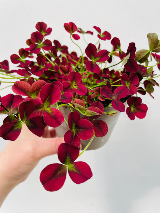Bilde av Trifolium ‘Isabella’-Spanne Plantesalg