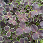 Bilde av TRIFOLIUM REPENS 'DARK DEBBIE'-Spanne Plantesalg