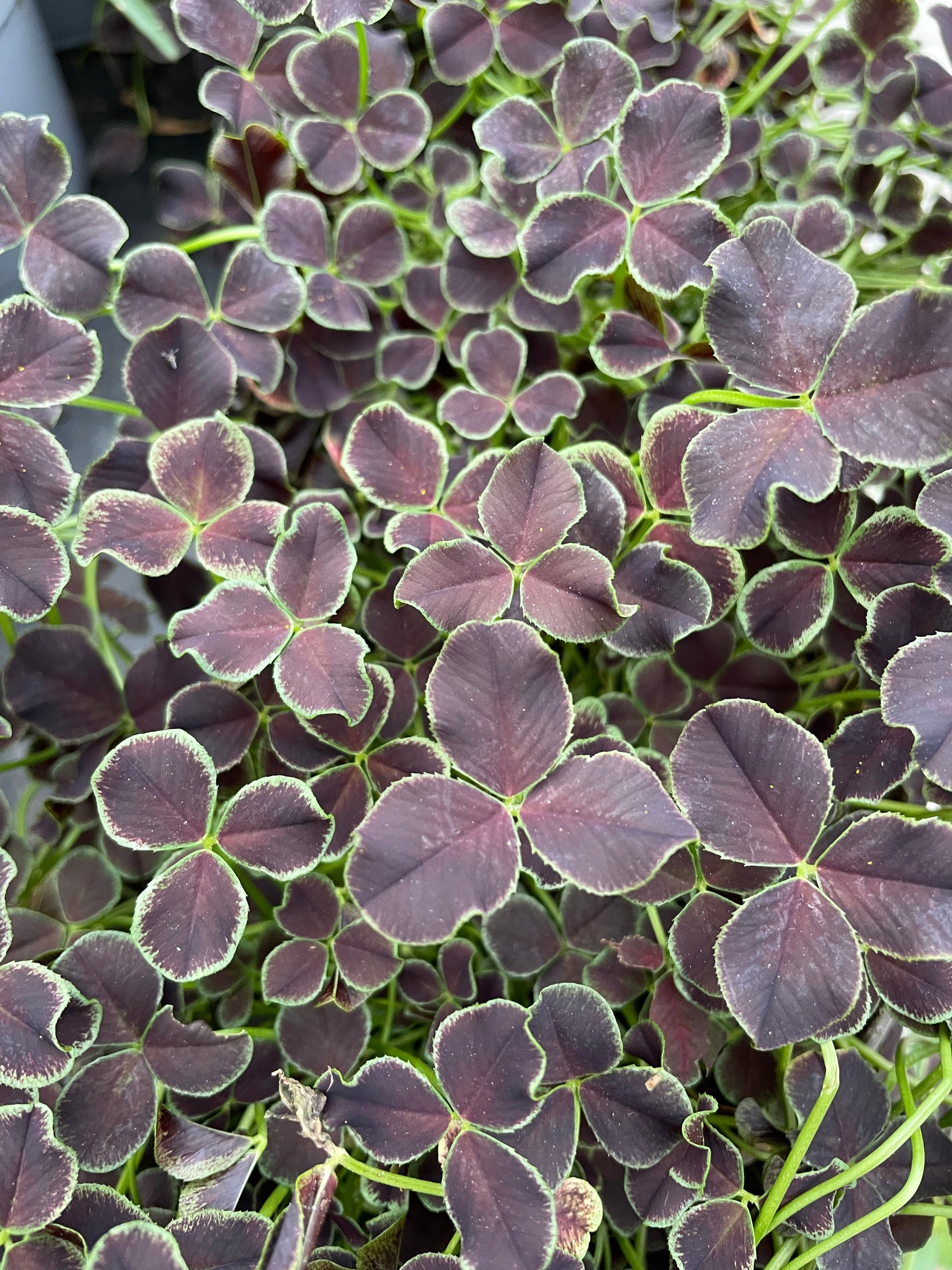 Bilde av TRIFOLIUM REPENS 'DARK DEBBIE'-Spanne Plantesalg