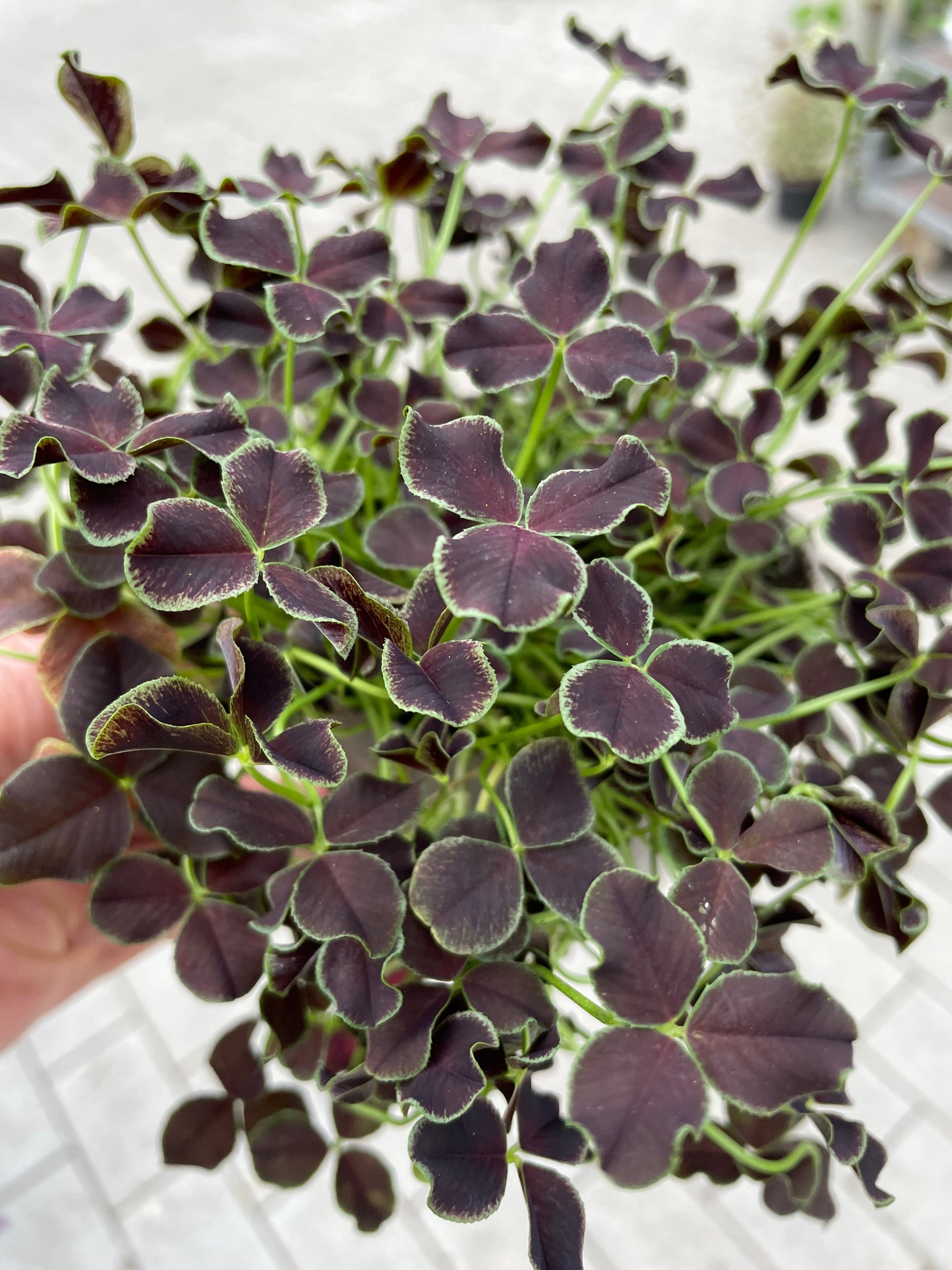 Bilde av TRIFOLIUM REPENS 'DARK DEBBIE'-Spanne Plantesalg