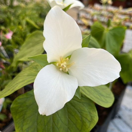 Bilde av Trillium camschatcense-Spanne Plantesalg
