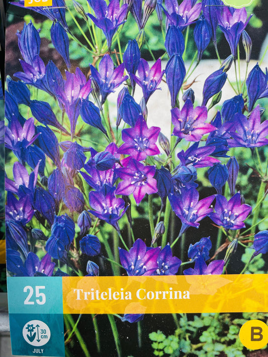 Bilde av TRITELEIA CORRINA 25-Spanne Plantesalg