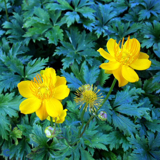 Bilde av Trollius chinensis 'Golden Queen'-Spanne Plantesalg