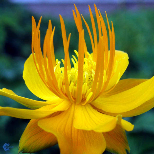 Bilde av Trollius chinensis 'Golden Queen'-Spanne Plantesalg
