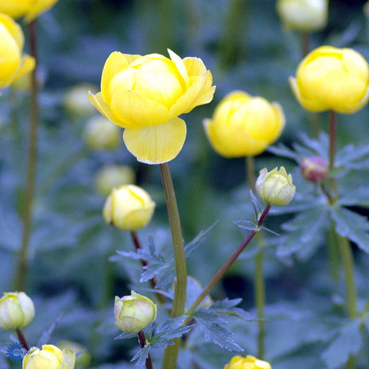 Bilde av Trollius europaeus-Spanne Plantesalg