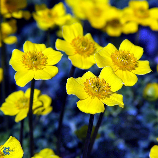 Bilde av Trollius pumilus-Spanne Plantesalg