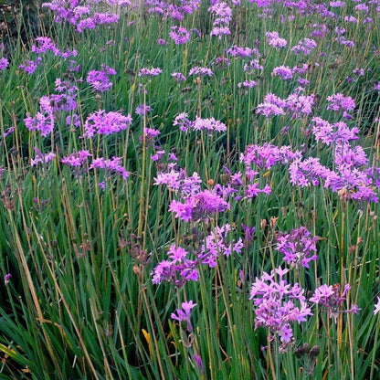 Bilde av Tulbaghia violacea-Spanne Plantesalg