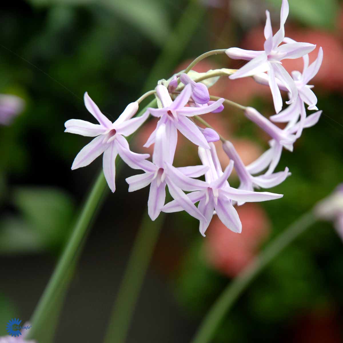 Bilde av Tulbaghia violacea-Spanne Plantesalg