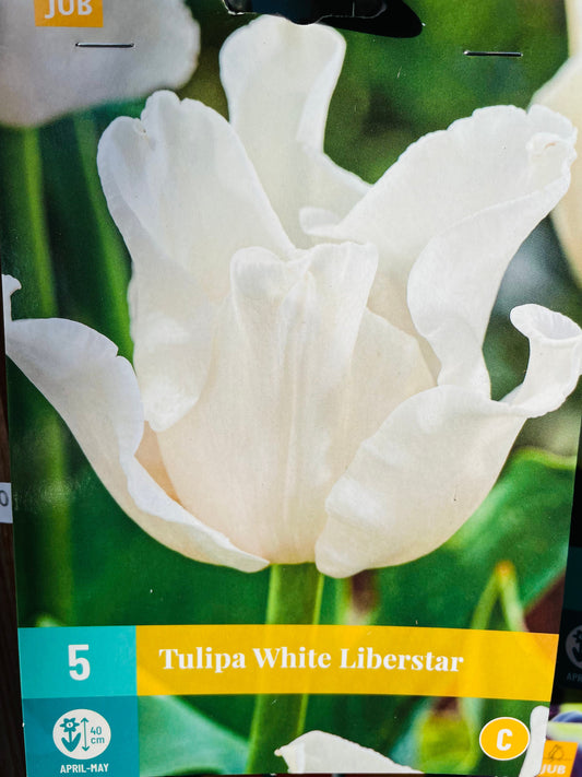 Bilde av TULIP 5 WHITE LIBERSTAR-Spanne Plantesalg