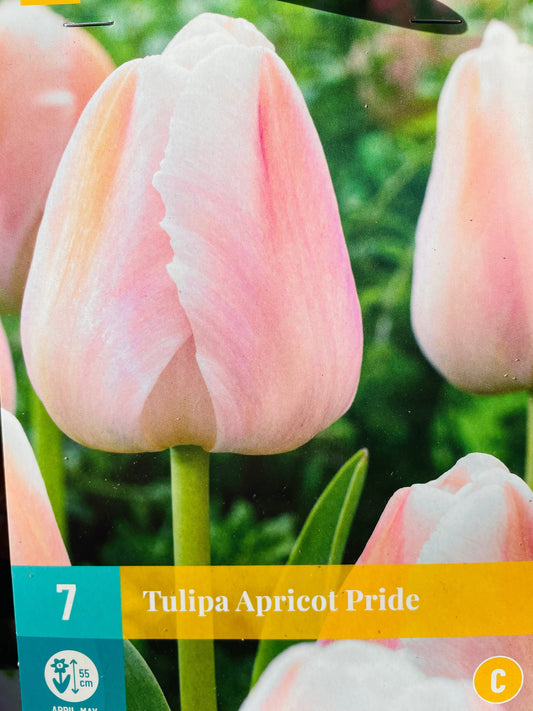 Bilde av TULIP 7 APRICOT PRIDE-Spanne Plantesalg