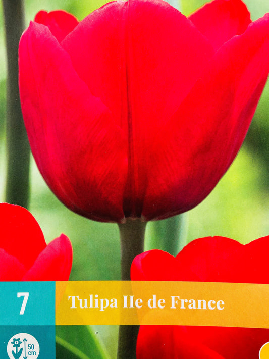 Bilde av TULIP 7 ILE DE FRANCE-Spanne Plantesalg