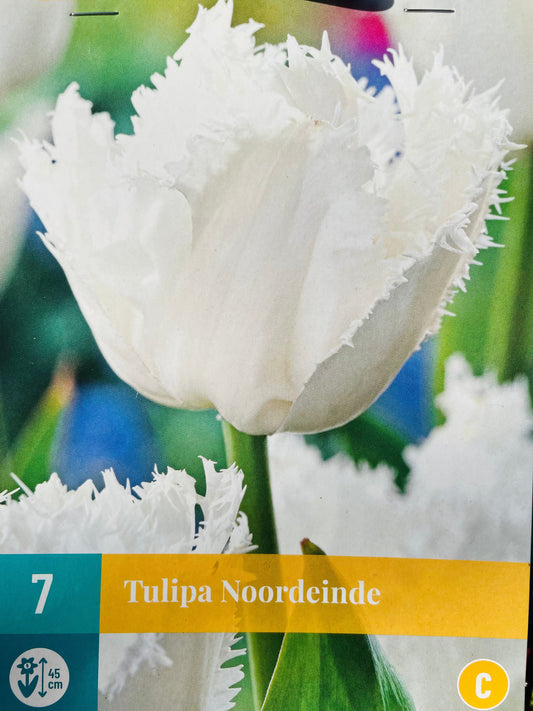 Bilde av TULIP 7 NOORDEINDE-Spanne Plantesalg