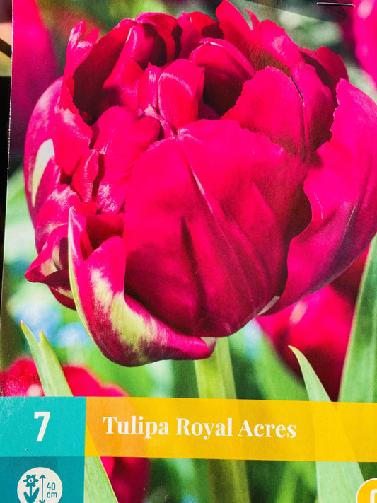 Bilde av TULIP 7 ROYAL ACRES-Spanne Plantesalg