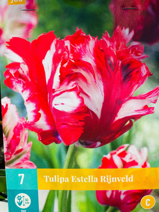 Bilde av TULIP ESTELLA RIJNVELD 7-Spanne Plantesalg