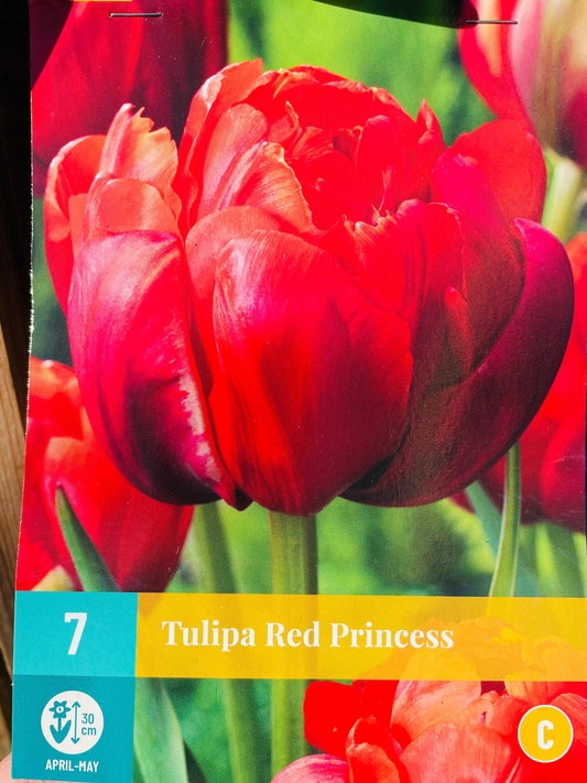 Bilde av TULIP RED PRINCESS 7-Spanne Plantesalg