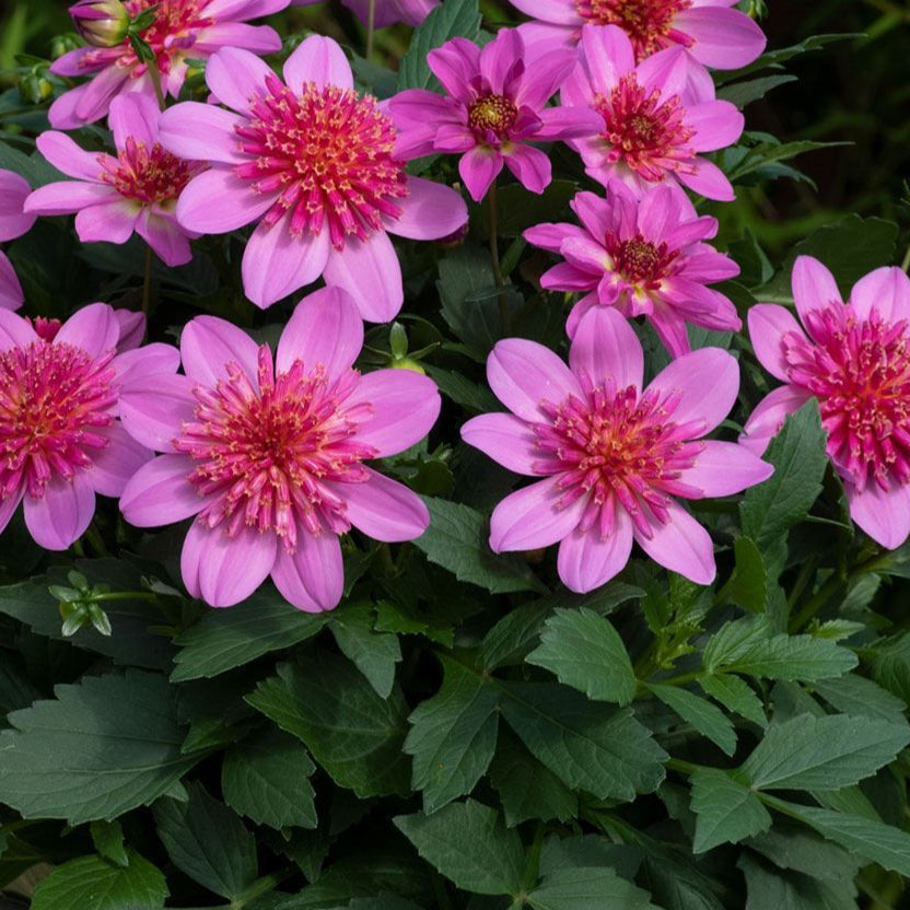 Bilde av Dahlia coc. Dalina Maxi Starburst Pink , 2 For 99,90 NYHET-Spanne Plantesalg