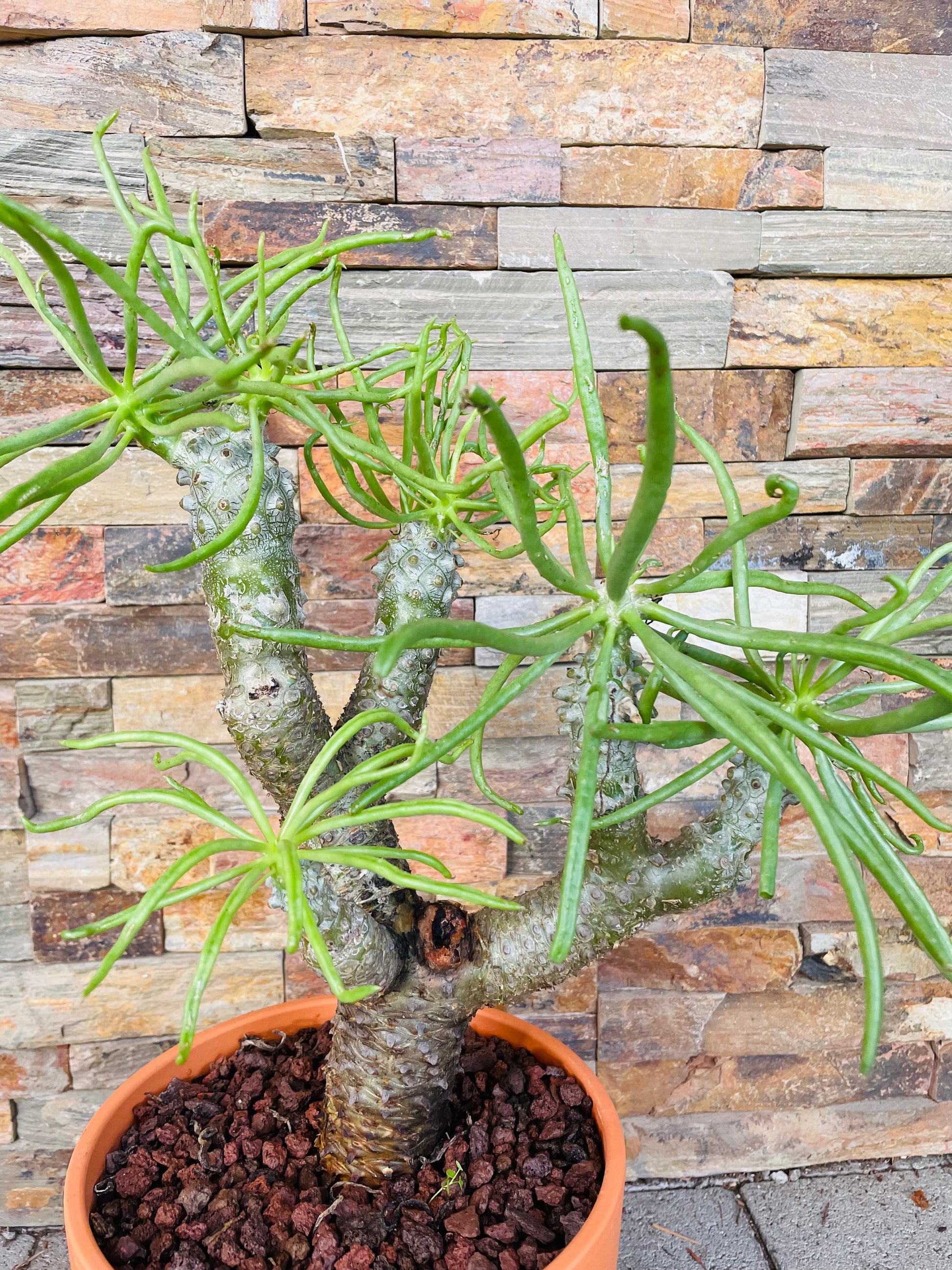 Bilde av Tylecodon wallichii-Spanne Plantesalg