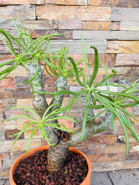 Bilde av Tylecodon wallichii-Spanne Plantesalg