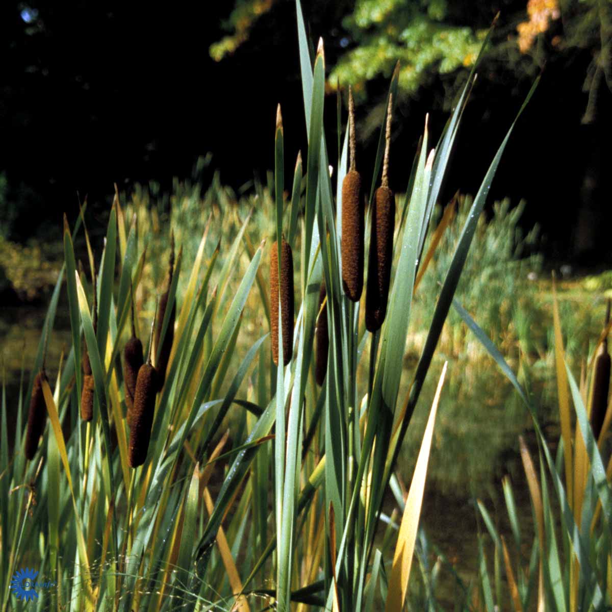 Bilde av TYPHA angustifolia-Spanne Plantesalg