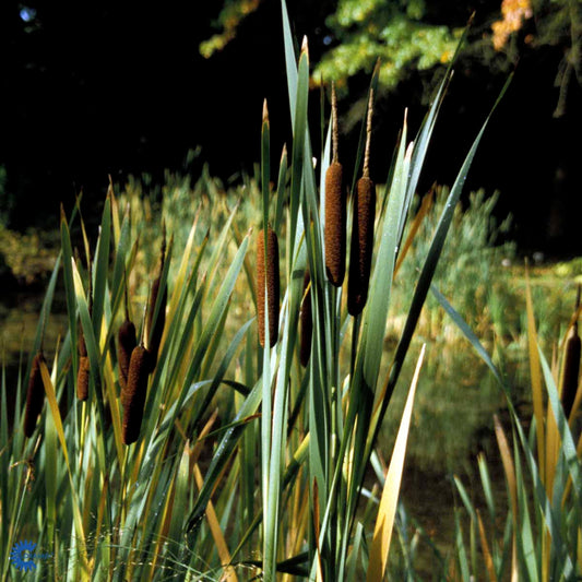 Bilde av TYPHA angustifolia-Spanne Plantesalg
