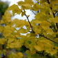 Bilde av Ulmus hollandica 'Wredei'-Spanne Plantesalg