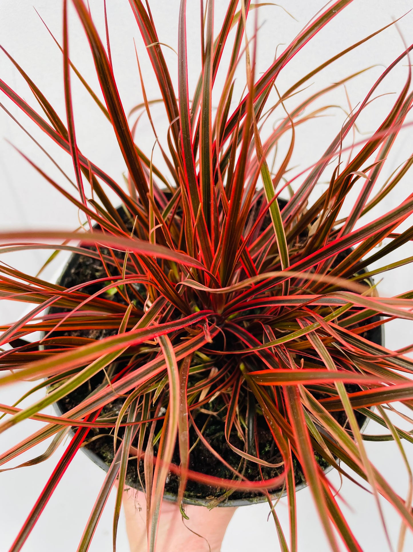 Bilde av Uncinia rubra ‘Everflame’-Spanne Plantesalg