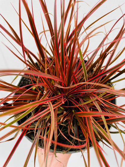 Bilde av Uncinia rubra ‘Everflame’-Spanne Plantesalg