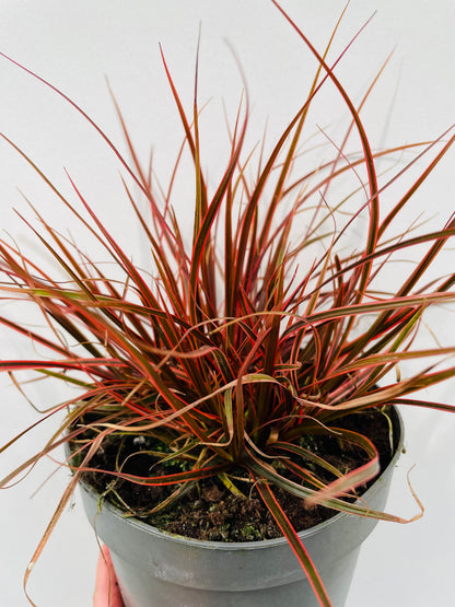 Bilde av Uncinia rubra ‘Everflame’-Spanne Plantesalg