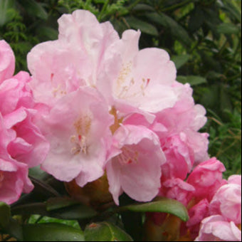 Bilde av Rhododendron Mist Maiden-Spanne Plantesalg