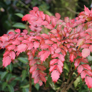 Bilde av Mahonia 'Cabaret'-Spanne Plantesalg