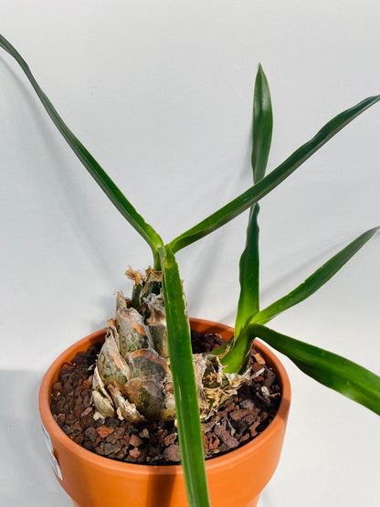 Bilde av Urginea epigea-Spanne Plantesalg