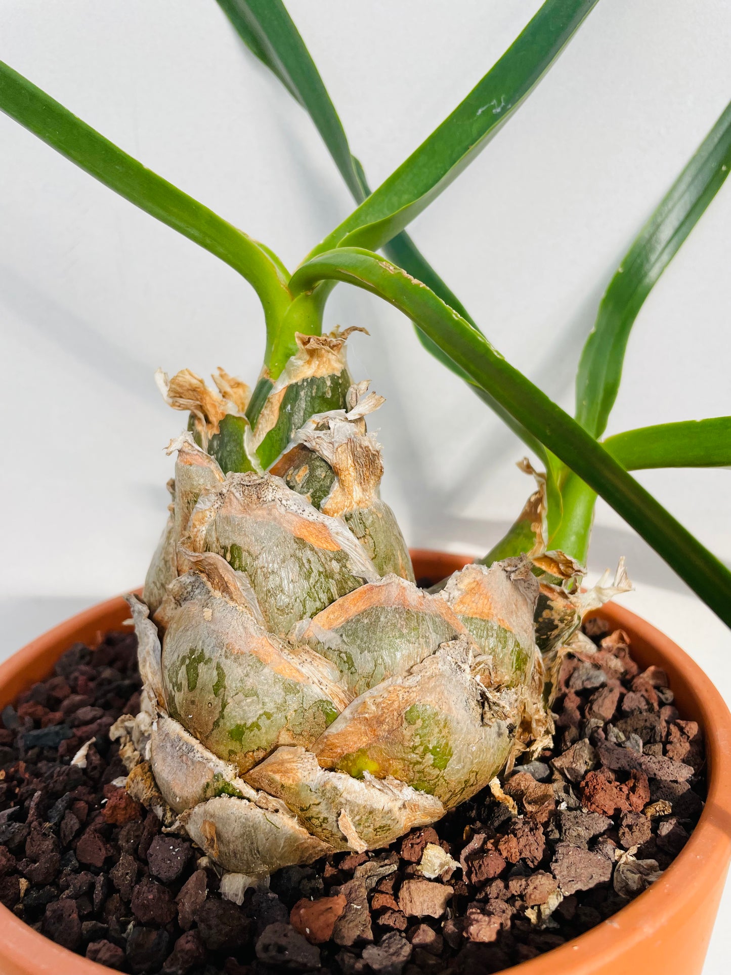 Bilde av Urginea epigea-Spanne Plantesalg