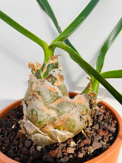 Bilde av Urginea epigea-Spanne Plantesalg