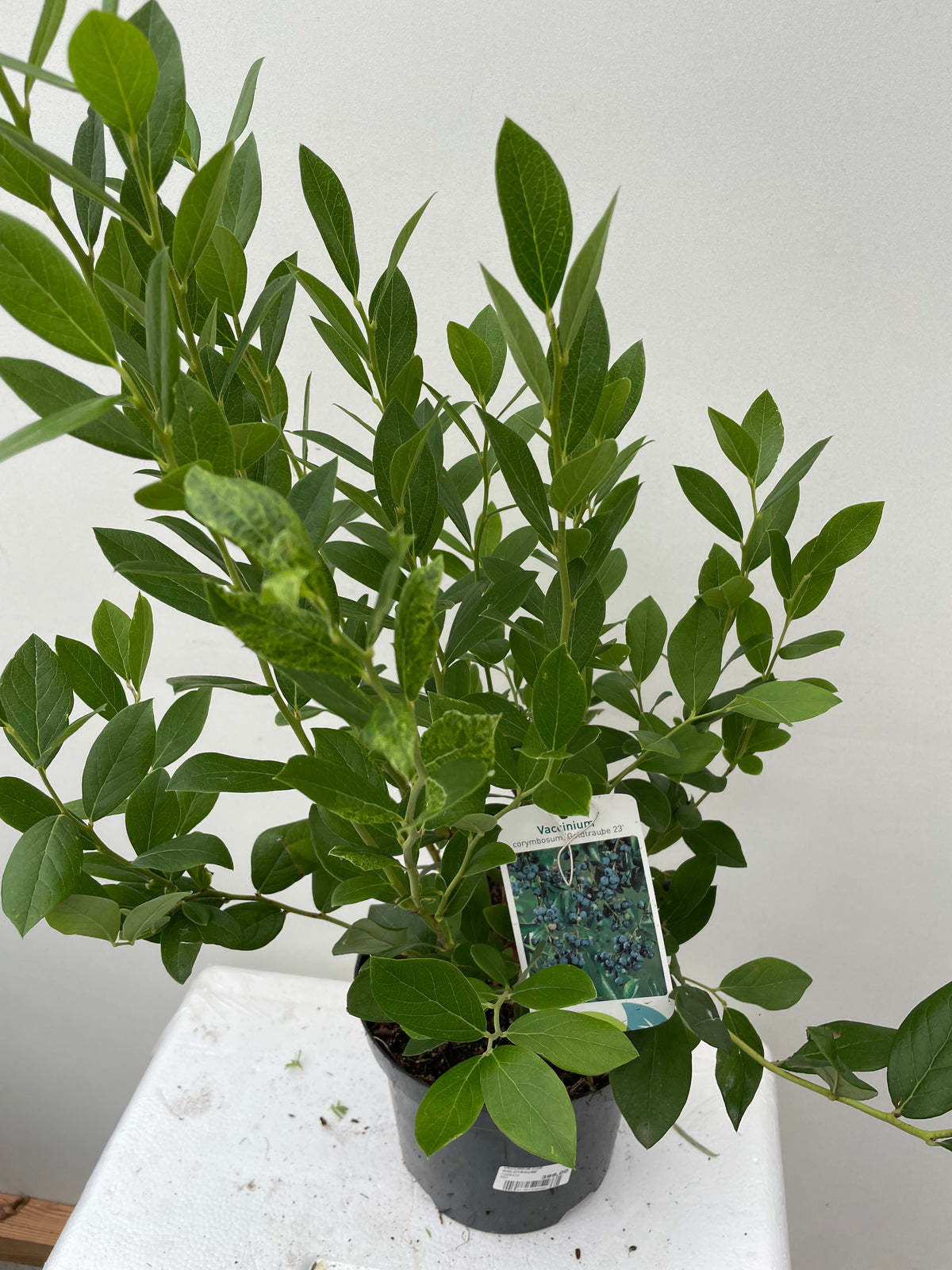 Bilde av VACCINIUM COR. GOLDTRAUBE-Spanne Plantesalg